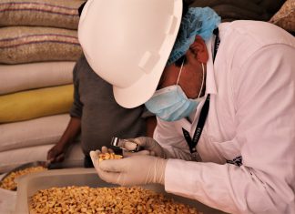 Productores del Valle del Mantaro continúan con exportaciones de maíz amiláceo a Ecuador