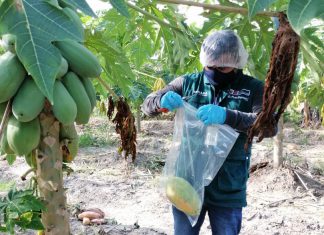 Ucayali: Realizan monitoreo de alimentos agropecuarios para determinar su condición sanitaria