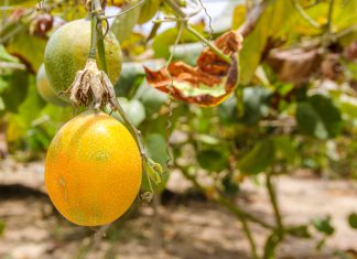 Se gestiona el acceso de granadilla peruana a nuevos mercados internacionales