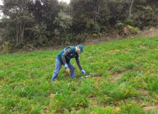 Puno: Inicia monitoreo de alimentos agropecuarios