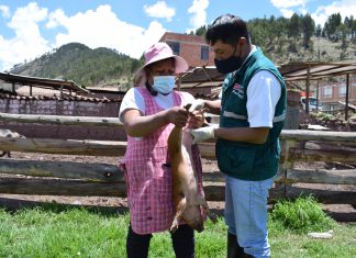 Cusco: Más de 12 mil criadores de cerdos fueron beneficiados con Campañas de vacunación de Peste Porcina