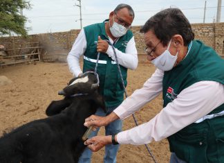 Ica: Atención de la ganadería familiar registró la vacunación de más de 42 mil animales para prevenir el ántrax y carbunco sintomático