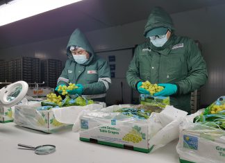 Acciones sanitarias mantienen producción de uva en Arequipa