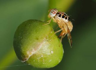 Proyectos frutícolas impulsarán la erradicación de las moscas de la fruta en Tumbes