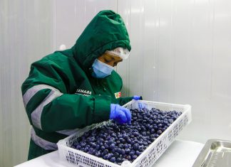 Producción de arándanos se consolida en la región Áncash