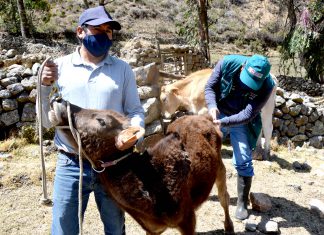 Ganaderos de Ocros inician certificación de hatos libres de Tuberculosis y Brucelosis Bovina