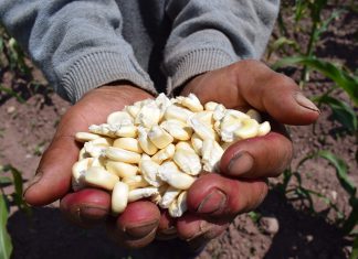 Lambayeque: SENASA sensibiliza a productores en adquisición de semillas certificadas para mejora de producción agrícola