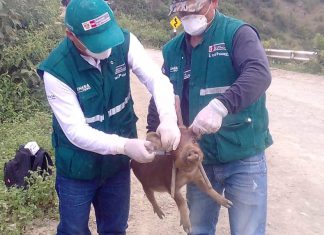 Acciones sanitarias del MIDAGRI protegen a más de 300 mil cerdos contra la peste porcina clásica en Piura