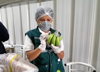 Piura: Acciones desplegadas por MIDAGRI y pequeños productores permiten sostener la producción de banano y limón