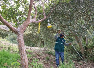 MIDAGRI: el 2021 es un año clave para la erradicación de la mosca de la fruta de Apurímac