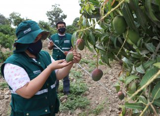 Lambayeque: Acciones de manejo integrado de moscas de la fruta resguardan la producción de mango