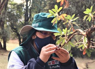 Junín: Vigilancia fitosanitaria previene el establecimiento de plagas forestales en “Bosque Dorado”