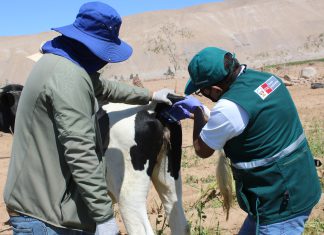 Moquegua: SENASA certifica establos de ganado lechero libre de Brucelosis y TBC bovina