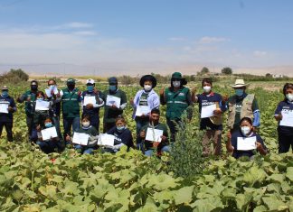 Productores de Moquegua mejoran producción de zapallo con implementación de Buenas Practicas Agrícolas