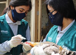 SENASA vacuna más de 285 mil aves para prevenir la enfermedad de Newcastle en La Libertad