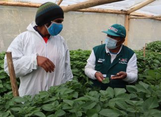 Junín: Pequeños productores organizados adoptan mejoras en la producción de Semilla de papa