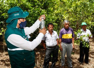 Cajamarca: SENASA promueve el control integrado de Moscas de la Fruta en pequeños productores