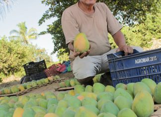 Historia de éxito: “La fruta de los Vite para el Perú y el mundo”