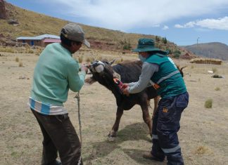 Puno: MIDAGRI identificó más de 121 mil cabezas de ganado bovino en Puno