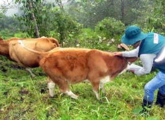 Amazonas: Acciones sanitarias de prevención y control de la rabia de los herbívoros resguardan la ganadería familiar