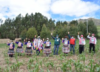 Cusco: Agricultores mejorarán producción de maíz con implementación de Buenas Prácticas Agrícolas