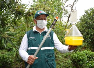 Sistema de vigilancia de moscas de la fruta monitorea más de 100 mil hectáreas en La Convención
