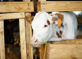 Identificación de ganado bovino logró importantes avances para la ganadería familiar de Cajamarca