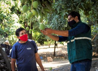 Mosca de la fruta: SENASA asegura adiestramiento intensivo para el control de la plaga en Cajamarca