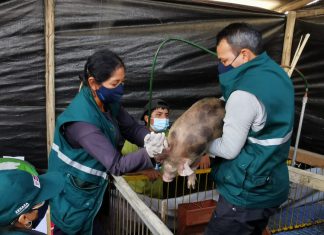 MIDAGRI: Vacunación contra la Peste porcina clásica protegerá porcicultura en La Libertad