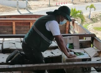 MIDAGRI: Acciones de control en la frontera norte permiten mantener al Perú libre del HLB