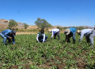 Arequipa: MIDAGRI continúa con el fortalecimiento de la Agricultura Familiar