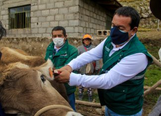 SENASA inició identificación de animales de abasto en beneficio de la ganadería familiar de Junín