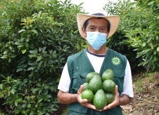 Productores del Valle de Limatambo exportaron más 200 toneladas de palta hass durante campaña 2020-2021