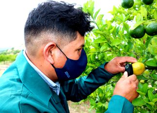 Ayacucho: Refuerzan acciones de vigilancia para prevenir ingreso de plaga en cítricos