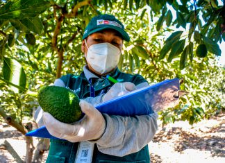 Senasa continúa con la certificación de lugares de producción de palta en valles agrícolas de Áncash