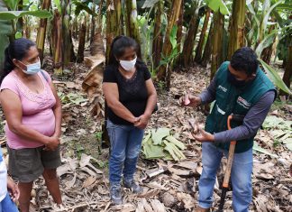 Senasa certificará a pequeños productores como expertos en Buenas Prácticas Agrícolas y Pecuarias