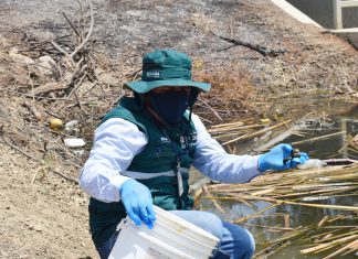 Piura: MIDAGRI despliega acciones de prevención y control de caracol manzana del arroz