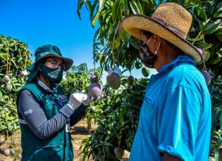 Acciones priorizadas del SENASA seguirán resguardando la producción de mango en Áncash