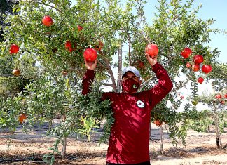 La granada se convierte en la nueva estrella agroexportadora en Ica