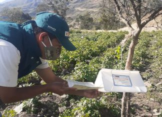 Piura: Refuerzan acciones fitosanitarias para evitar ingreso de la polilla de la papa