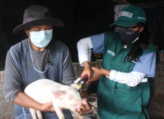 Arequipa: MIDAGRI intensifica actividades para la identificación de ganado porcino en Arequipa