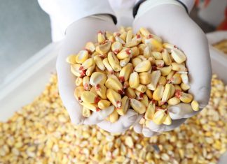 Productores del valle del Mantaro consolidan agroexportación de maíz amiláceo a Ecuador