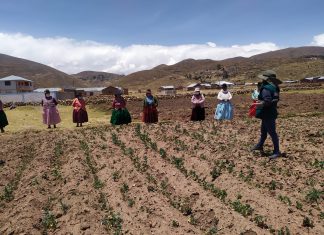Puno: MIDAGRI difunde buenas prácticas en la producción de alimentos a través de Escuelas de Campo