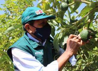 Senasa inicia certificación de lugares de producción de palta en Moquegua
