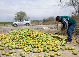 Mosca de la fruta: Se intensifican acciones sanitarias para resguardar producción de frutales en Piura