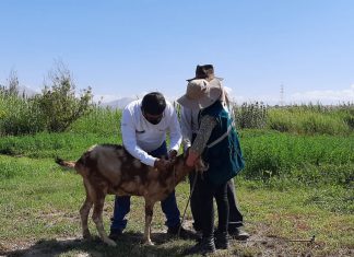 Campaña de vacunación para la prevención de ántrax resguardará la ganadería familiar en Moquegua