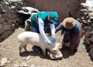 Puno: Estrategias sanitarias del SENASA resguardan la sanidad en la crianza de cerdos