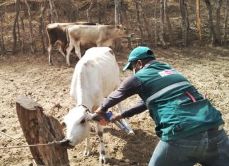 Senasa inicia campaña de identificación de ganado en La Libertad