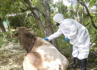 Cajamarca: Senasa atiende ocurrencia sanitaria en animales de producción en Celendín