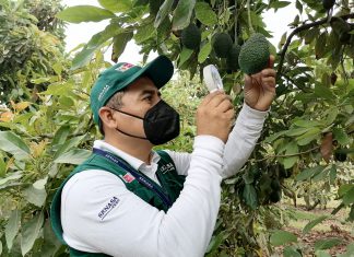 Última campaña de exportación de palta superó las 400 mil toneladas